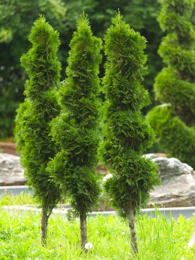 Arborvitae trees