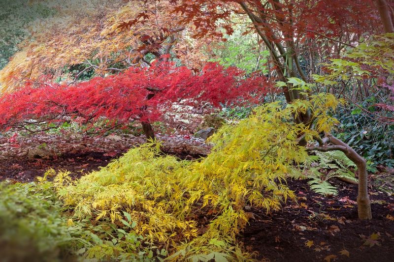 Japanese maple