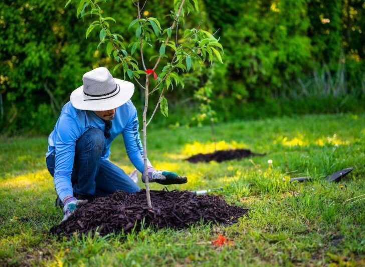 Planting trees for money