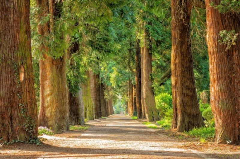 Forest trail