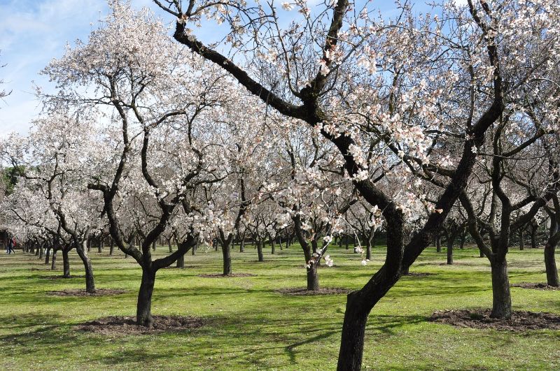 Almond trees