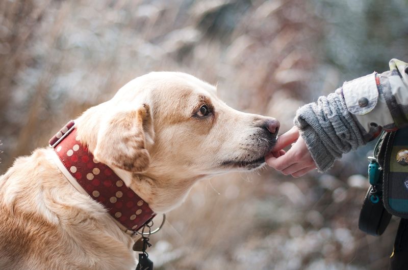 Pet trainer