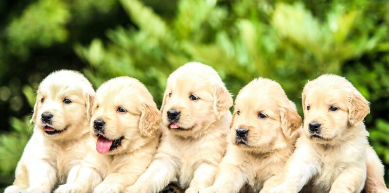 Golden retriever puppies