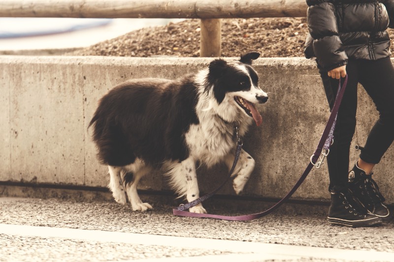 Person Holding Pet Dog While Walking