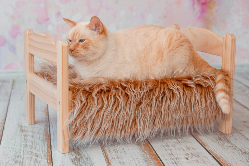 Thai white with red marks cat with blue eyes lies on small wooden bed with faux fur blanket on light background close-up shallow depth of field