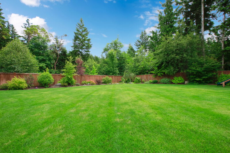 Green large fenced backyard with trees