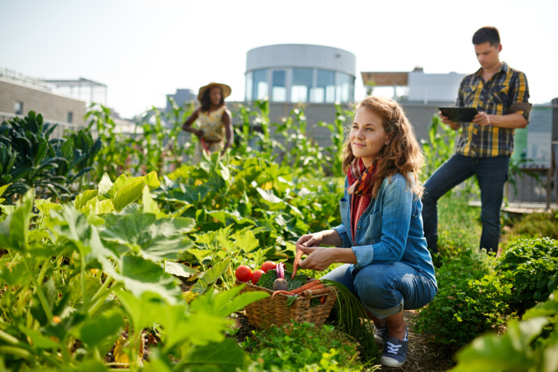 Farmers harvesting vegetables on an Urban Farm