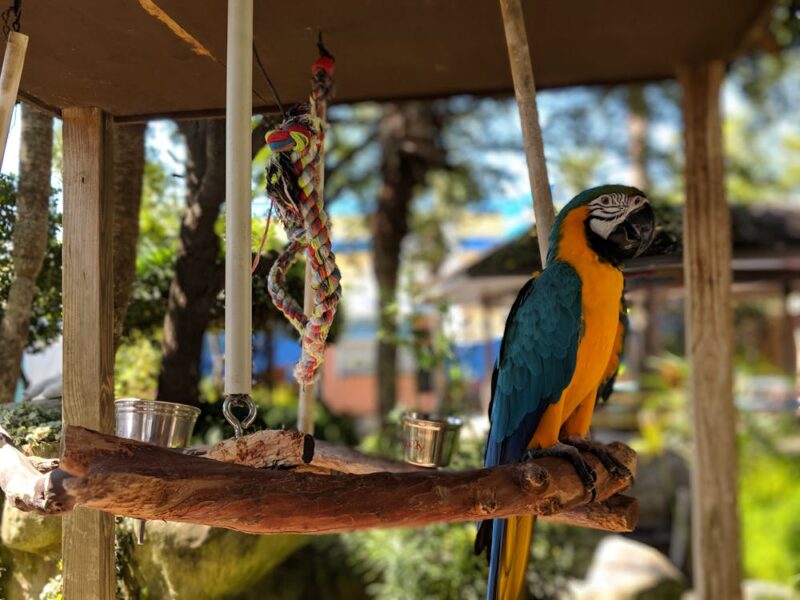 Blue and Orange Parrot
