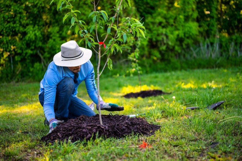 Man in Blue Long Sleeve Shirt Planting a Tree